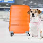 Pilots and Paws: Working to Give Animals the Loving Home They Deserve