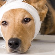 Plastic Surgery for Dogs in South Korea Sparks Outcry, But Is America That Different?