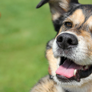 Possible Salmonella Contamination Prompts Pet Chew Recall