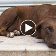 This Organ Donor PSA is Overwhelmingly Emotional