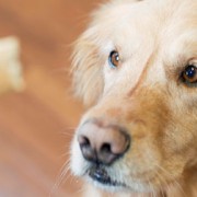 Dog waiting for treat