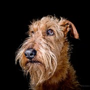 Restoring the Eyesight of a Diabetic Dog