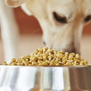Dog eating