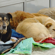 Stray Dogs Attend Funeral, Gives Mourners Hope