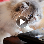 This Week’s Top 7 Cutest (and Strangest) Viral Pet Videos