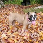 Bulldog in the leaves