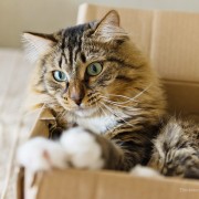 Why do Cat's Like Boxes? New Study Offers New Answers