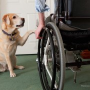 Heroic Dog Dedicates his Life Saving his Owner's