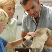 AHA Study: Adopted Pets Receiving Veterinary Care More Likely To Stay With New Families