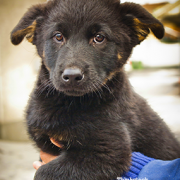 Puppy being held