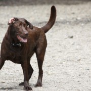 brown lab ready for rally training