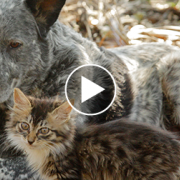 The Unlikely Friendship between a Cattle Dog and a Disabled Kitten