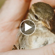Rescued Baby Bird is Returned to Parents