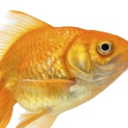 Resilient Goldfish Saved by Amazing Surgery