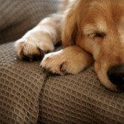Golden Retriever Sleeping on Couch