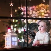 Rottweiler Holiday Surprises