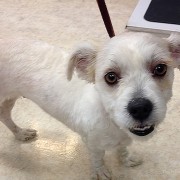 Scruffy’s Story: Too Much Hair