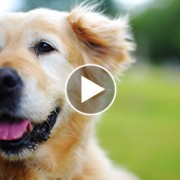Senior Golden Retriever in the park