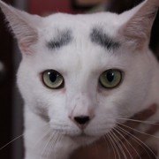 White cat with eyebrows