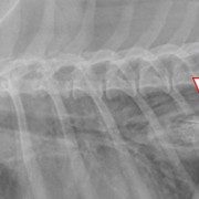 X-ray of a dog