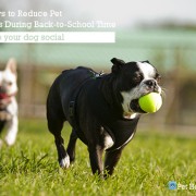 5 Ways to Reduce Pet Stress During Back-to-School Time 