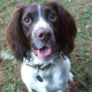 Springer spaniel in the yard