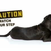 Viral Images Show Dog Used as Stepping Stone: Is it Safe?
