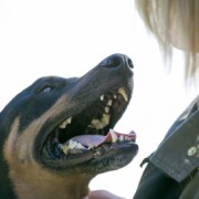 dog and human ready to fight Lyme together