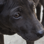 Stray Dogs at Winter Olympic Games in Sochi Overshadow Opening Ceremony