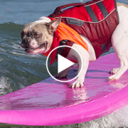 The 4 Weirdest, Most Hard to Believe Pet Stories of the Week
