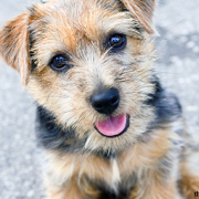 Norfolk Terrier