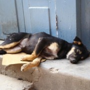 Dog on Street