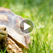 This Time the Tortoise Might Actually Beat the Hare