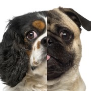 Time Magazine and Designer Dogs: My Response
