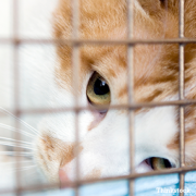 'Tis the Season of Giving: Pet- and Animal-Based Charities