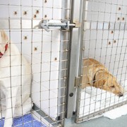 Ticks crawling up the walls of a dog kennel