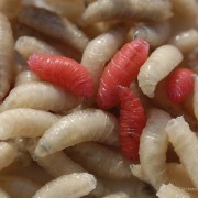 Treating Conditions with Maggots and Leeches