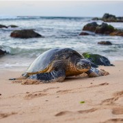 Turtle Crashes Wedding in St. Croix