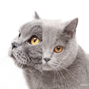 Two-faced Cat Lives for 15 Years! It’s Not Fiction