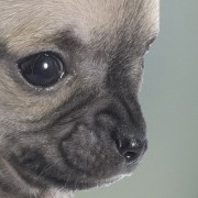 Two-Legged Pup Gets Fancy New Wheels