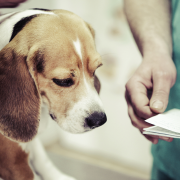 Veterinary Referral: When Should I Ask for a Second Opinion?