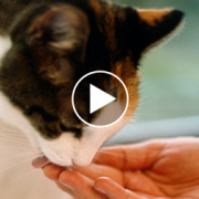 Watch These Cats Learning Sign Language