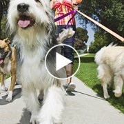 Watch What Happens When These Dogs Hear the Word “Walk”