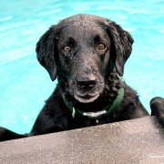 Water Safety for Dogs