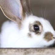 What Does a Rabbit Have To Do With Easter?