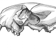 Sabertooth Skelton 