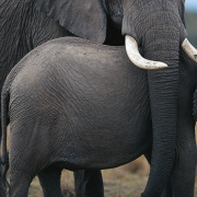 Wildleaks: New Whistleblowing Website Aims to Cut Wildlife Crime