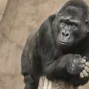 Wildlife Parks: Right or Wrong?