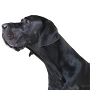 World’s Tallest Dog Dies at the Age of Five