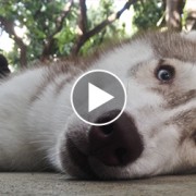 Senior Siberian Husky lying on the ground